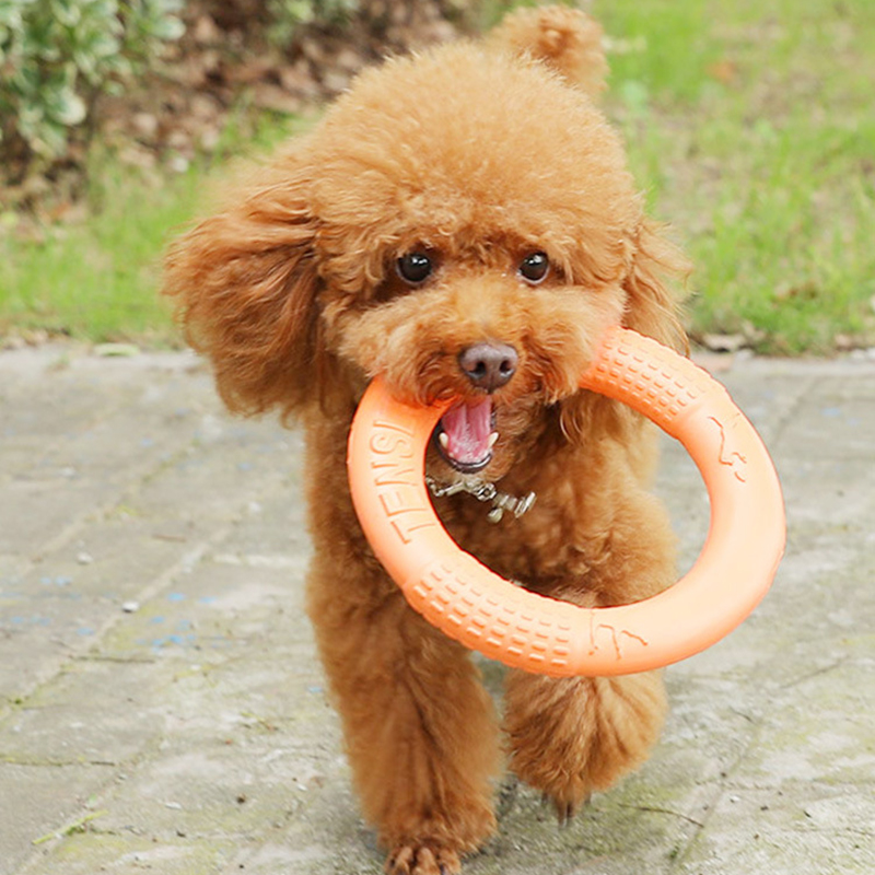 Laranja voando disco formação  - Snuffle Mat For Dogs avaliação e preço